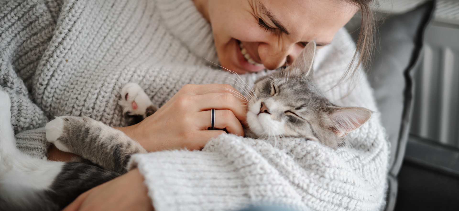 que datos curiosos hay sobre los gatos